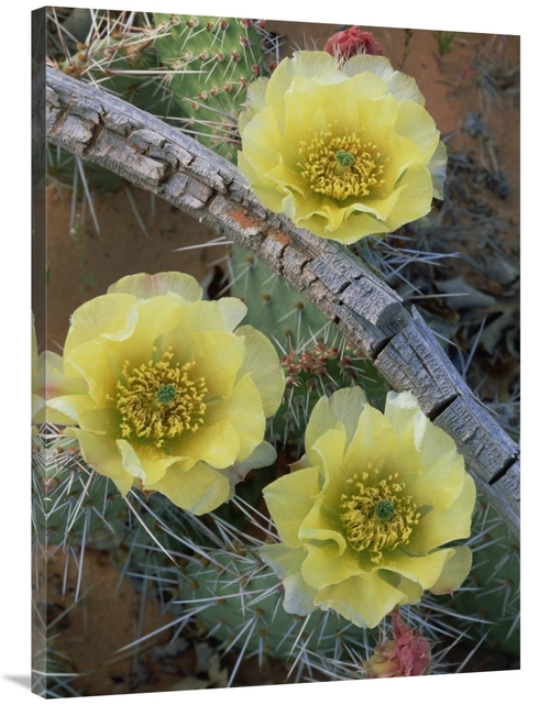 Global Gallery GCS-396210-3040-142 30 x 40 in. Plains Pricklypear Arch