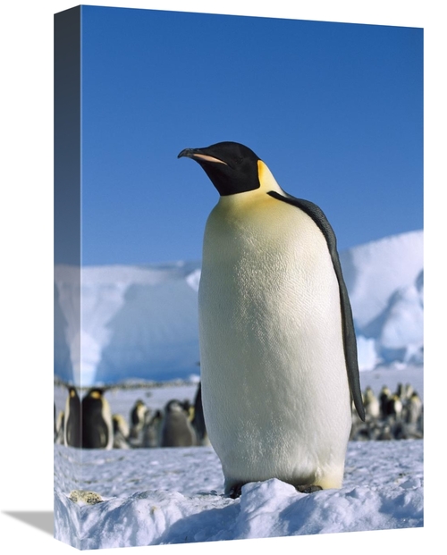Global Gallery GCS-452326-1218-142 12 x 18 in. Emperor Penguin Portrai