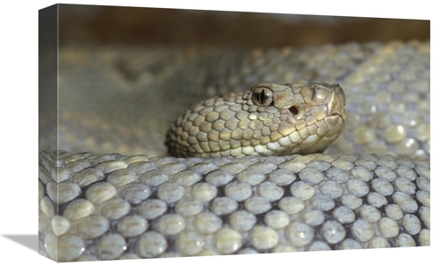 Global Gallery GCS-395756-1218-142 12 x 18 in. Aruba Rattlesnake Portr