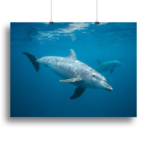 Curious Dolphin Canvas Print or Poster