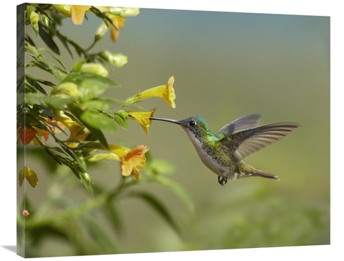 Global Gallery GCS-396559-2835-142 28 x 35 in. Andean Emerald Hummingb