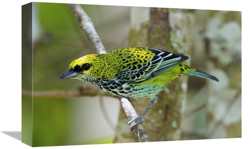 Global Gallery GCS-397258-1218-142 12 x 18 in. Speckled Tanager, C