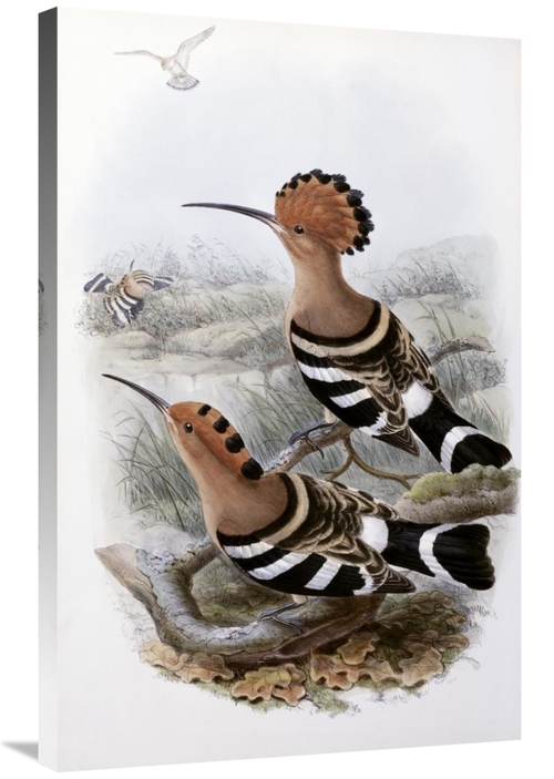 Global Gallery GCS-277768-36-142 36 in. Indian Hoopoe Art Print - John