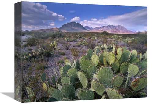 Global Gallery GCS-397024-1216-142 12 x 16 in. Opuntia Cactus, Chi