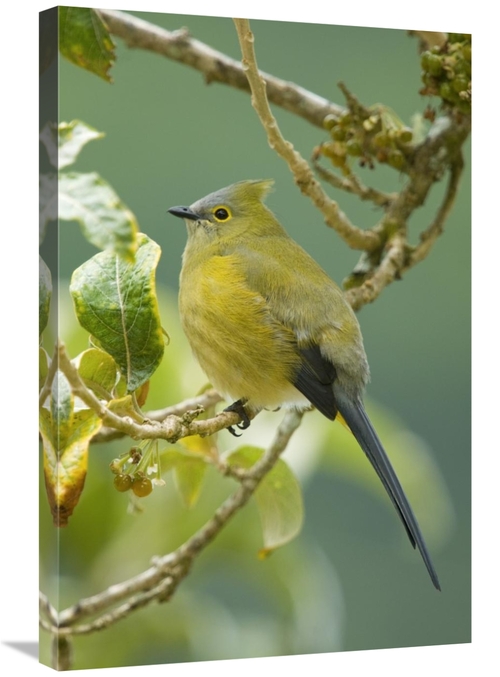 Global Gallery GCS-397313-2030-142 20 x 30 in. Long-Tailed Silky-Flyca