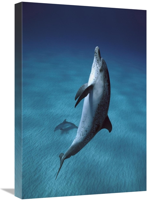 Global Gallery GCS-397736-1624-142 16 x 24 in. Atlantic Spotted Dolphi