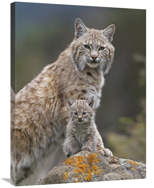 Global Gallery GCS-396115-2432-142 24 x 32 in. Bobcat Mother & Kitten&