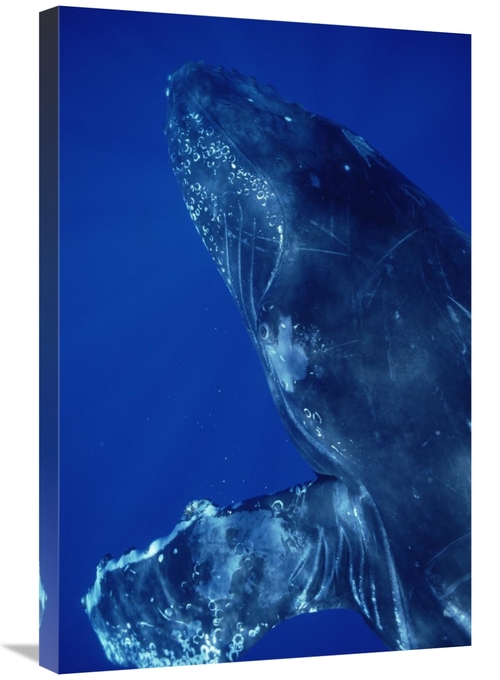 Global Gallery GCS-451031-2030-142 20 x 30 in. Humpback Whale Close Up