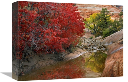 Global Gallery GCS-452087-1216-142 12 x 16 in. Maple & Cottonwood Tree