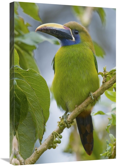 Global Gallery GCS-397265-2030-142 20 x 30 in. Emerald Toucanet, C