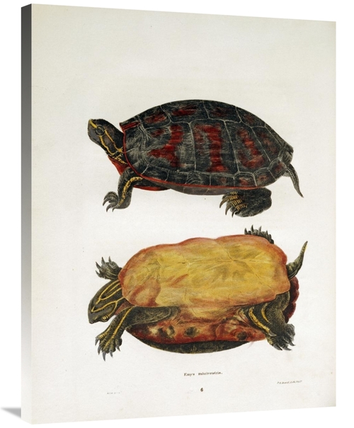 Global Gallery GCS-268109-36-142 36 in. Emrys Rubriventris Art Print -