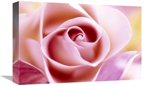 Global Gallery GCS-398290-1218-142 12 x 18 in. Rose Close Up of Pink F