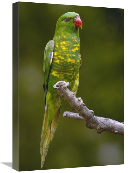 Global Gallery GCS-453097-1624-142 16 x 24 in. Scaly-Breasted Lorikeet