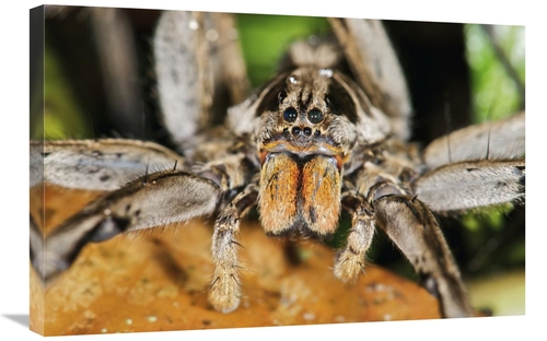 Global Gallery GCS-395547-2030-142 20 x 30 in. Wolf Spider, Mindo&