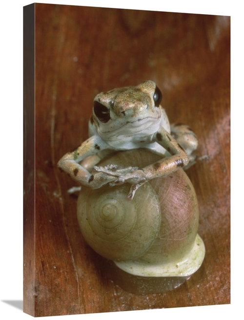 Global Gallery GCS-450752-1624-142 16 x 24 in. Strawberry Poison Dart 