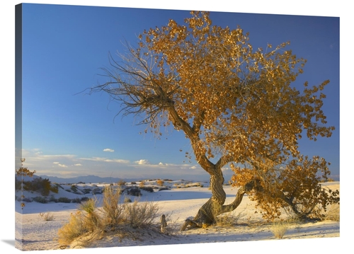 Global Gallery GCS-397179-3040-142 30 x 40 in. Fremont Cottonwood Tree