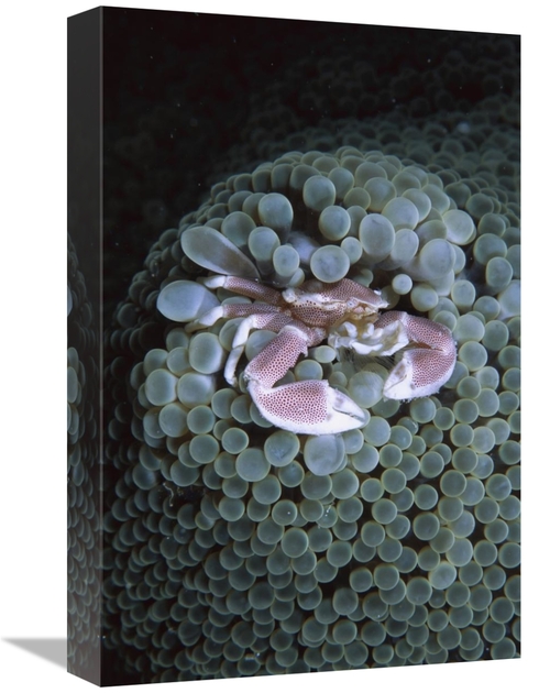 Global Gallery GCS-453544-1218-142 12 x 18 in. Spotted Anemone Crab Li