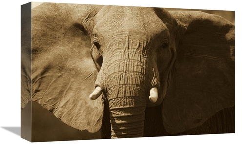 Global Gallery GCS-453714-1218-142 12 x 18 in. African Elephant Close 