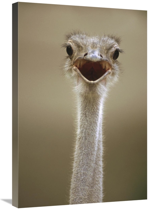 Global Gallery GCS-452906-2030-142 20 x 30 in. Ostrich Female Calling&