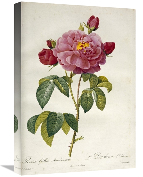 Global Gallery GCS-267090-22-142 22 in. Les Duchess DOrleans Rose Art 