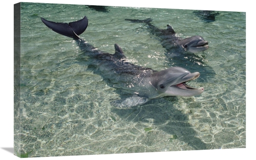 Global Gallery GCS-450670-2030-142 20 x 30 in. Bottlenose Dolphin Pair