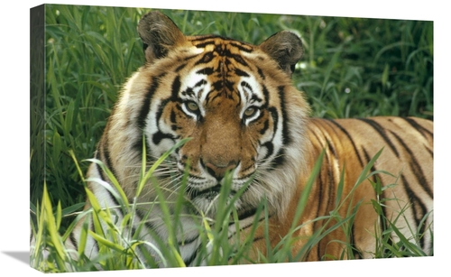 Global Gallery GCS-395777-1624-142 16 x 24 in. Bengal Tiger Portrait a
