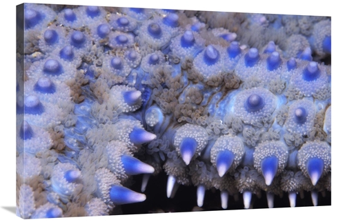 Global Gallery GCS-397588-2436-142 24 x 36 in. Spiny Starfish Close Up