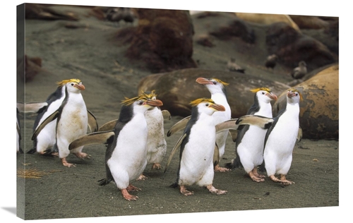 Global Gallery GCS-452442-2436-142 24 x 36 in. Royal Penguin Group on 