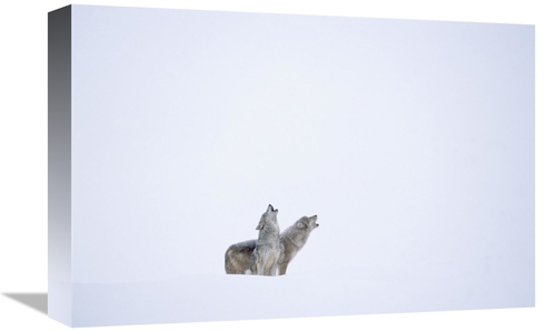 Global Gallery GCS-396245-1218-142 12 x 18 in. Timber Wolf Pair Howlin