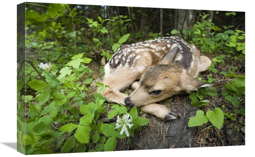 Global Gallery GCS-395700-1624-142 16 x 24 in. Newborn Mule Deer Fawn&