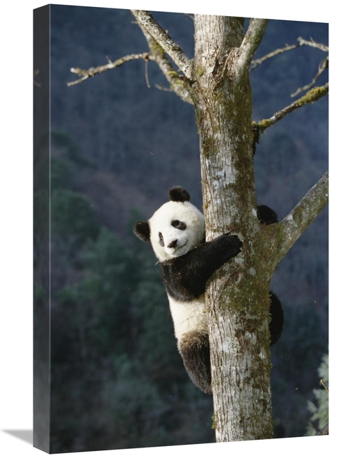 Global Gallery GCS-398485-1624-142 16 x 24 in. Giant Panda Climbing Tr