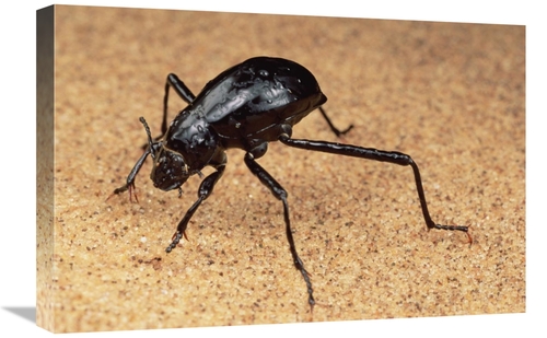 Global Gallery GCS-450982-1624-142 16 x 24 in. Darkling Beetle Bends D