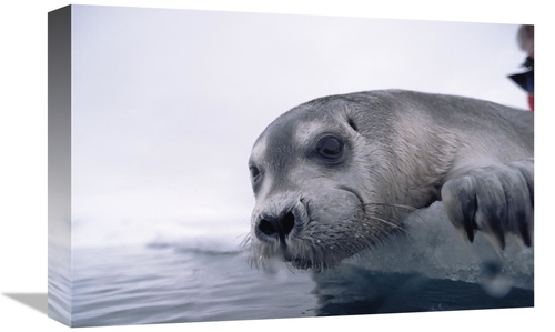 Global Gallery GCS-450937-1218-142 12 x 18 in. Bearded Seal Pup on Ice