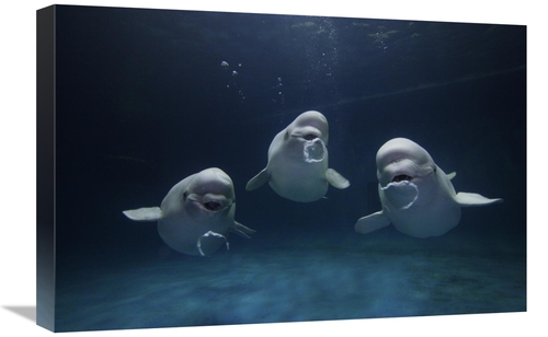 Global Gallery GCS-397697-1624-142 16 x 24 in. Beluga Whale Trio Blowi