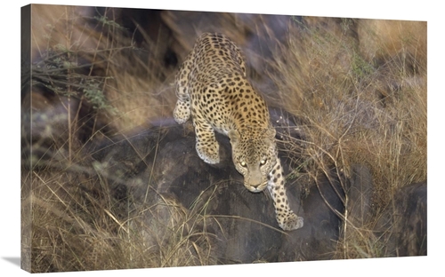 24 x 36 in. Leopard Running Through Grass At Dusk, Etosha National