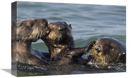 Global Gallery GCS-395874-1218-142 12 x 18 in. Sea Otter Bachelor Male