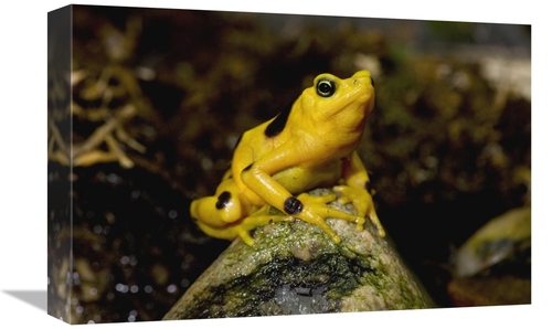 Global Gallery GCS-450918-1218-142 12 x 18 in. Panamanian Golden Frog&