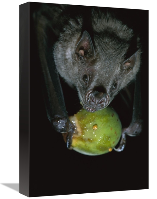 Global Gallery GCS-398554-1218-142 12 x 18 in. White-Throated Round-Ea