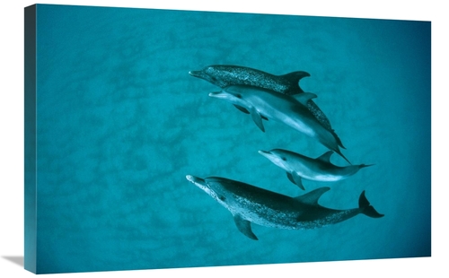 Global Gallery GCS-397853-2030-142 20 x 30 in. Atlantic Spotted Dolphi