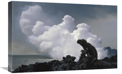 Global Gallery GCS-451199-1624-142 16 x 24 in. Marine Iguana & Steam F