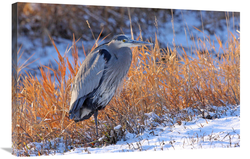 Global Gallery GCS-486417-36-142 36 in. Heron in Winter I Art Print - 
