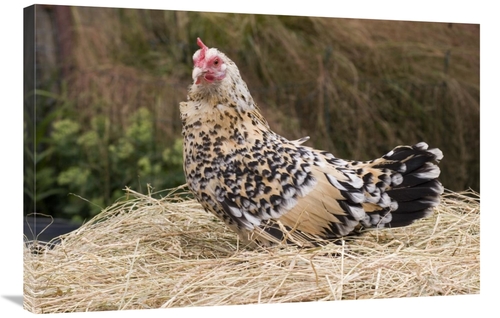 Global Gallery GCS-397447-2436-142 24 x 36 in. Domestic Chicken, S