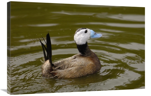 Global Gallery GCS-453106-2436-142 24 x 36 in. White-Headed Duck Male&