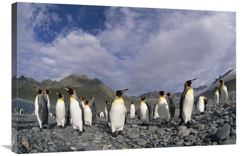 Global Gallery GCS-453466-2436-142 24 x 36 in. King Penguin Group on R