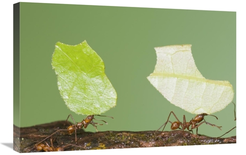 Global Gallery GCS-397336-2030-142 20 x 30 in. Leafcutter Ant Pair Car