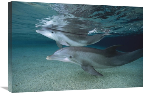 Global Gallery GCS-450945-2030-142 20 x 30 in. Bottlenose Dolphin Adul