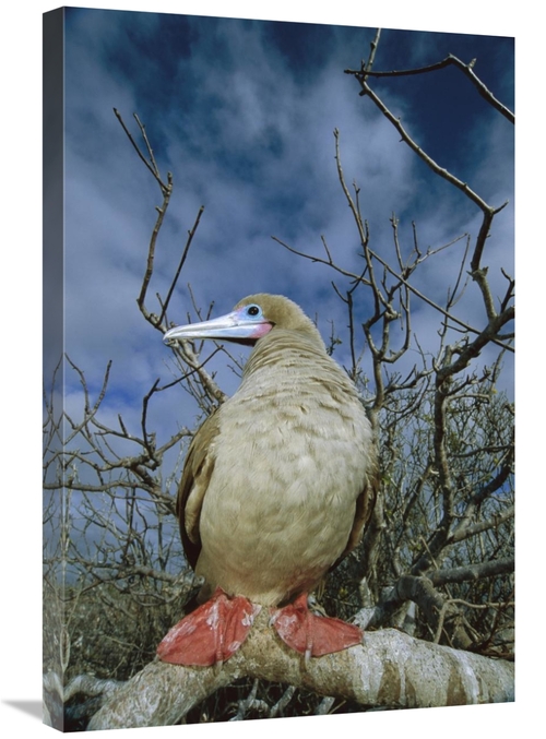 Global Gallery GCS-451772-2030-142 20 x 30 in. Red-Footed Booby in Pal