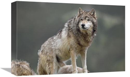 Global Gallery GCS-452260-1218-142 12 x 18 in. Gray Wolf, North Am
