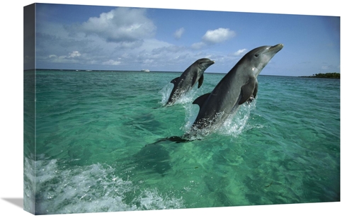 Global Gallery GCS-452636-1624-142 16 x 24 in. Bottlenose Dolphin Pair