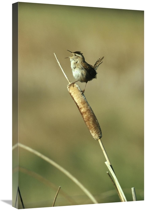 Global Gallery GCS-396802-2030-142 20 x 30 in. Marsh Wren Singing Whil